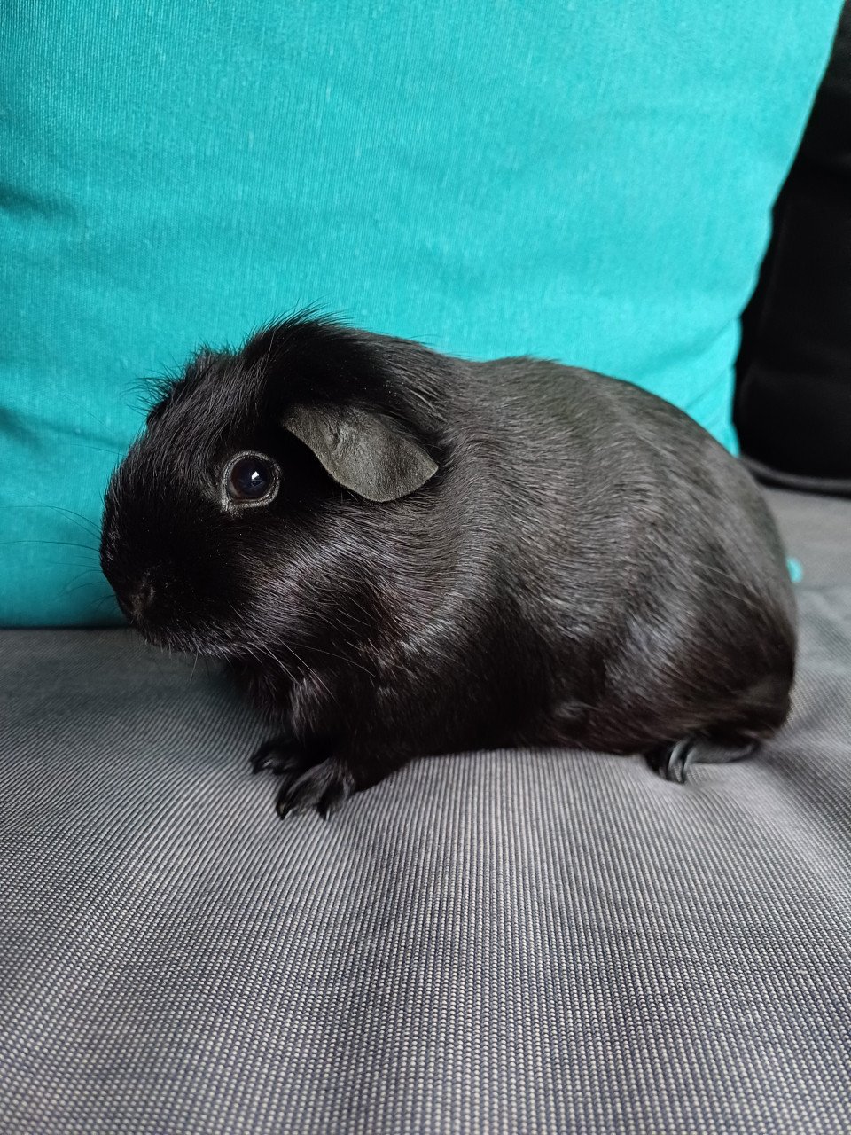 Leuke cavia's aangeboden