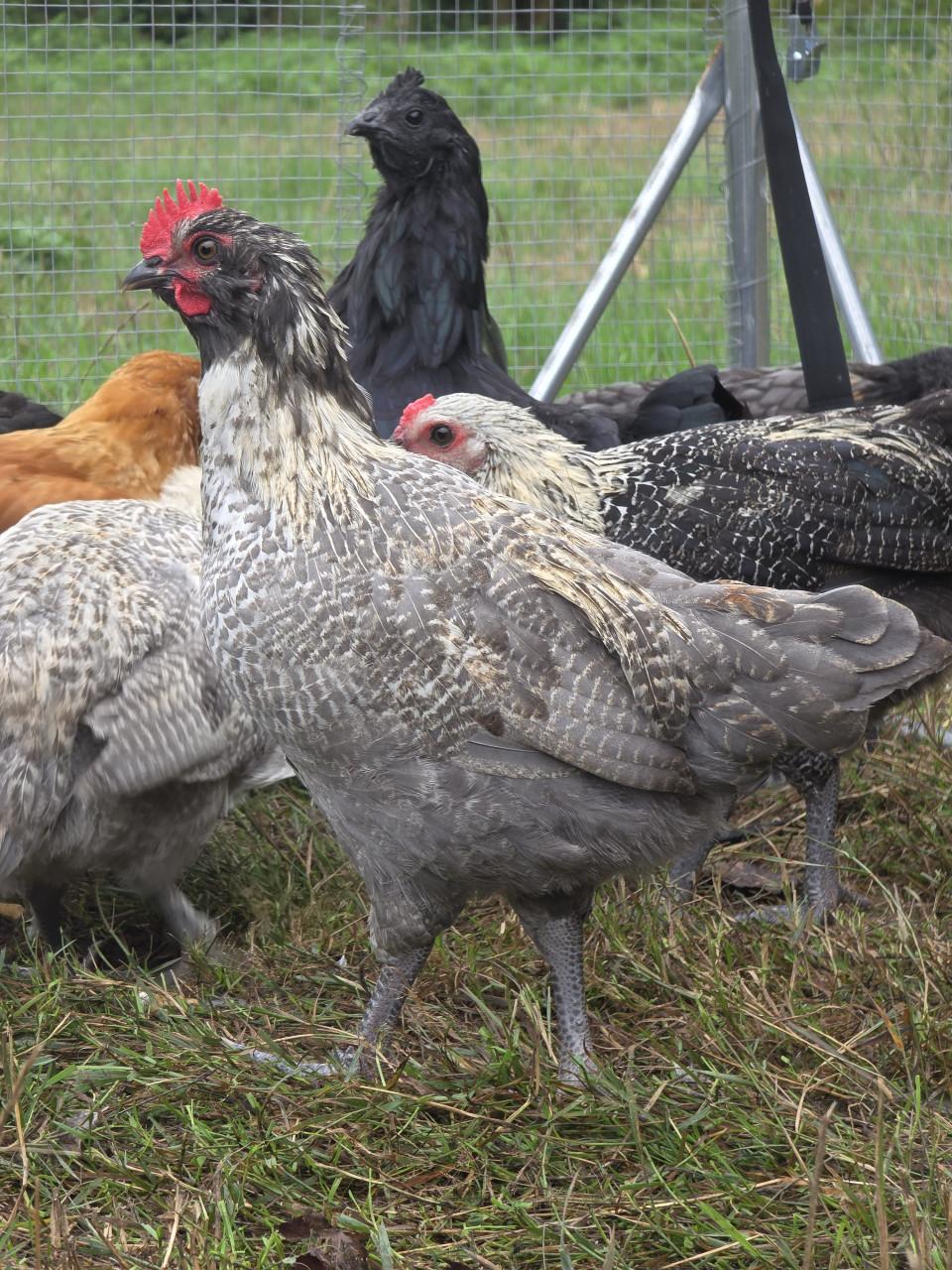 Kuikens (bio) natuur 75% kleurlegger