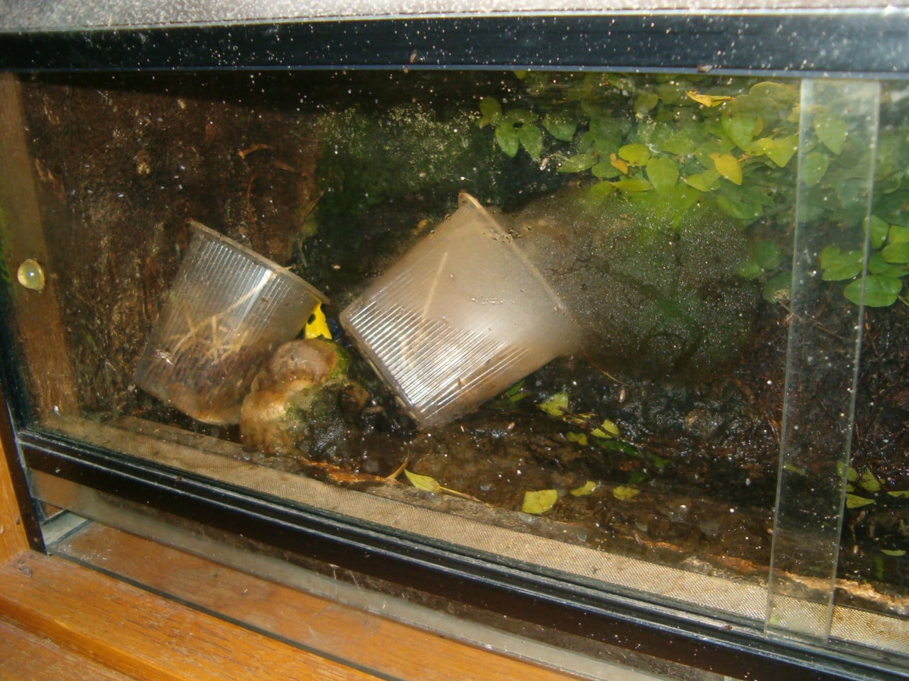 Terrarium L 86 cm Hoog 30 cm Diep 45 cm