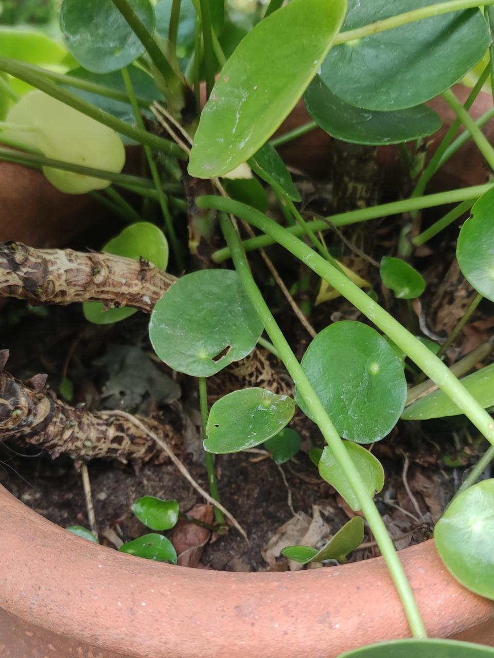Pilea Peperomioides - Pannekoekplant