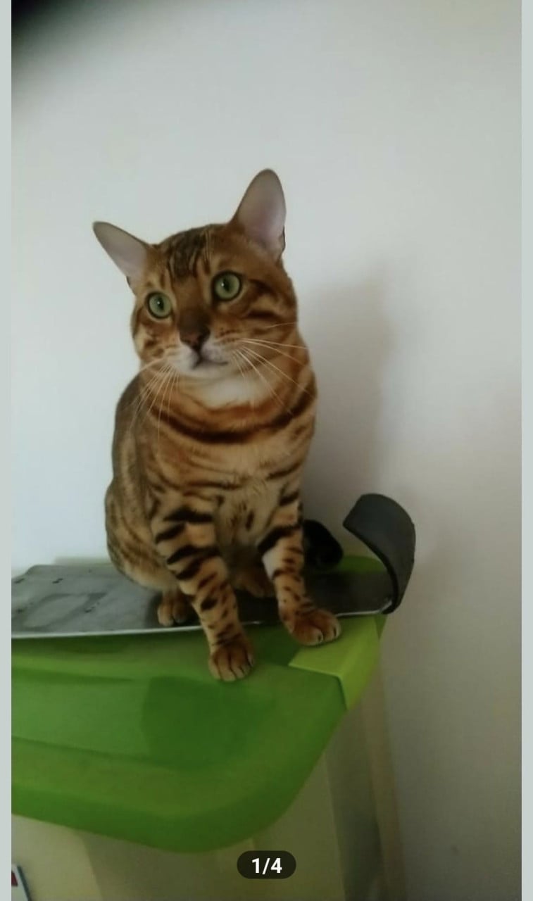 Lieve bengaal (dekkater)