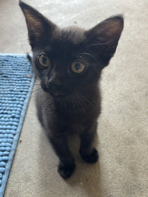 Lief katertje (kitten)