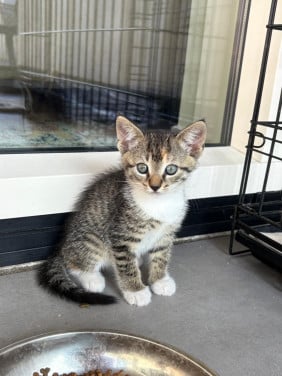 Heel lieve, sociale kitten