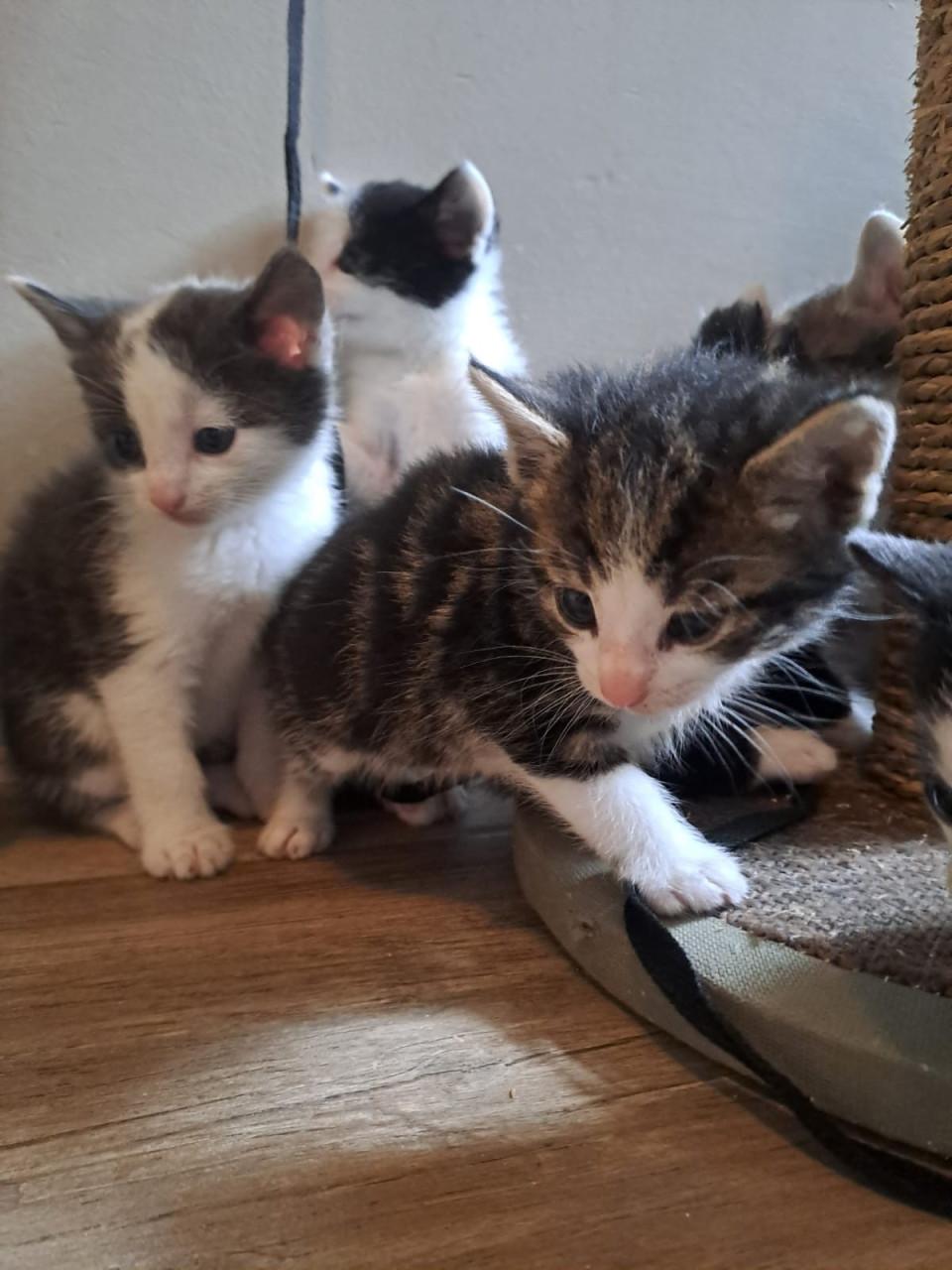 Kittens