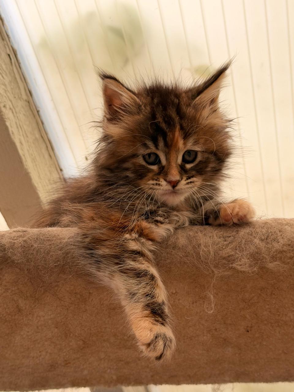 Prachtige Maine Coon kittens
