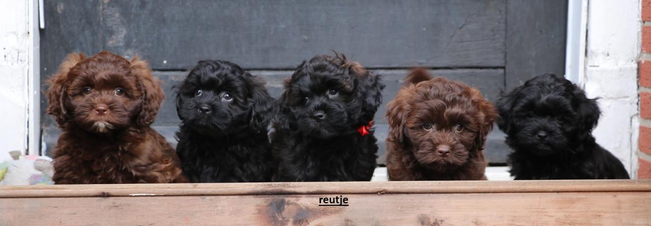 Shihpoo pups beschikbaar ( choco bruin en zwart gestroomd )