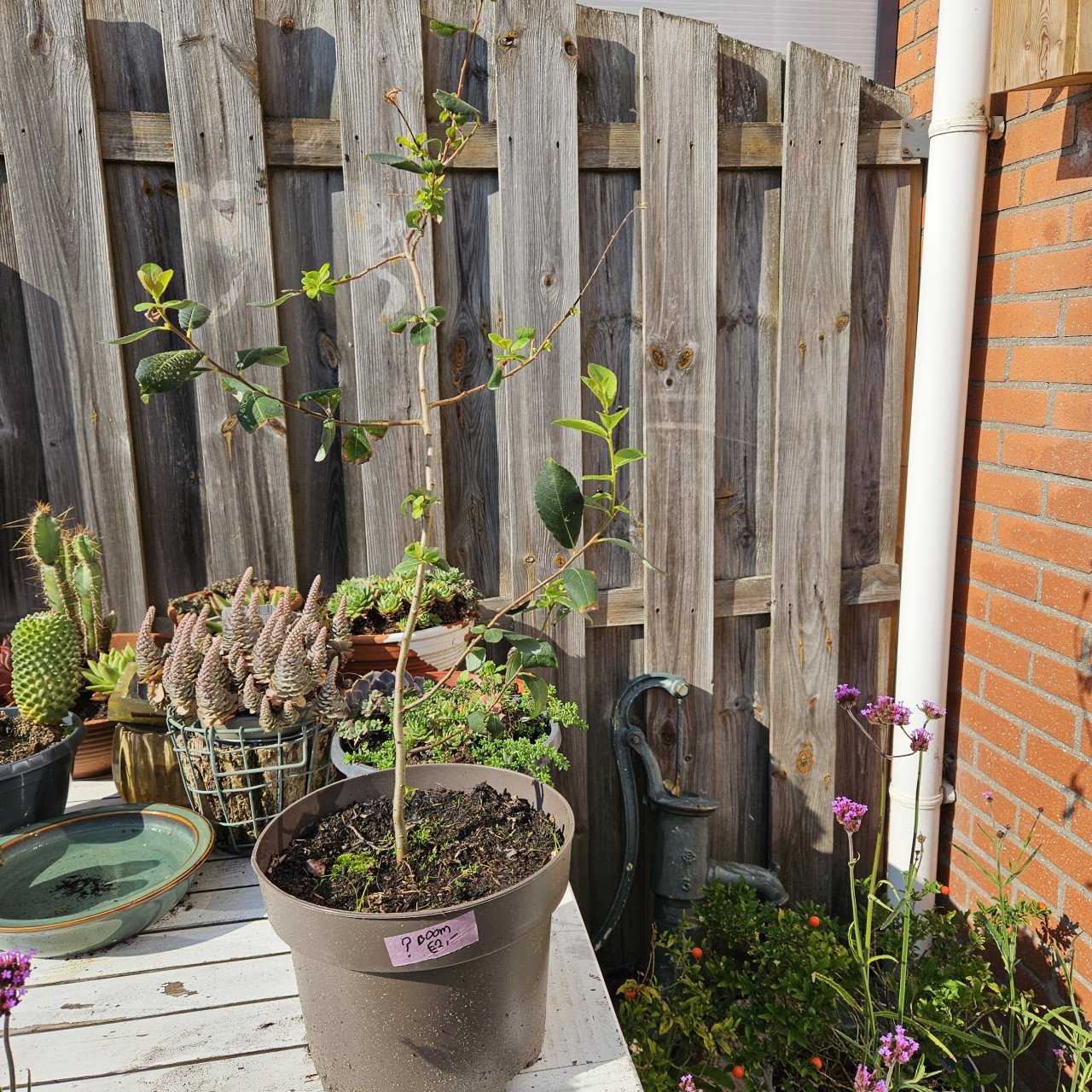 Stek van boom?