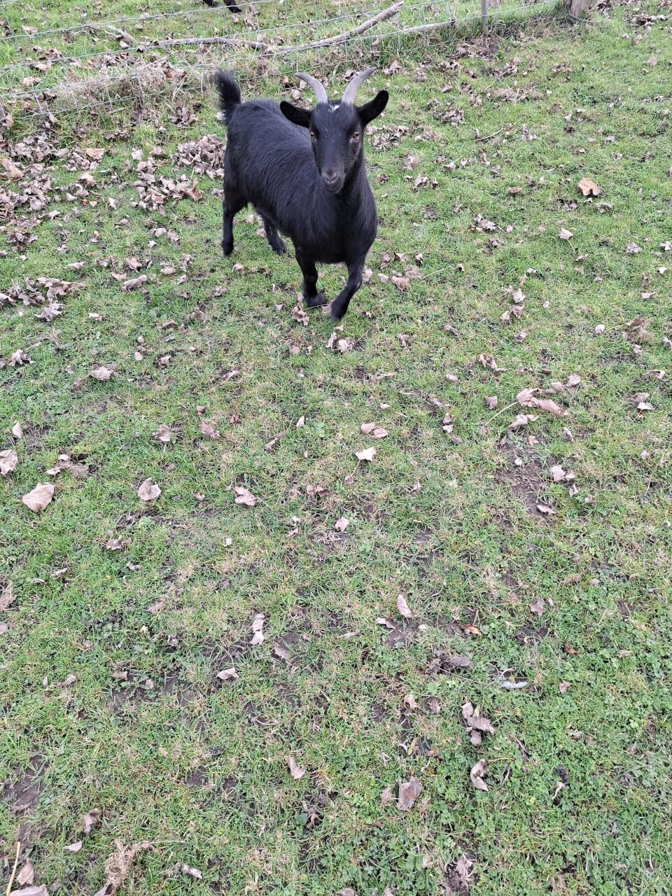 Gratis, 2 lieve  jonge geitjes