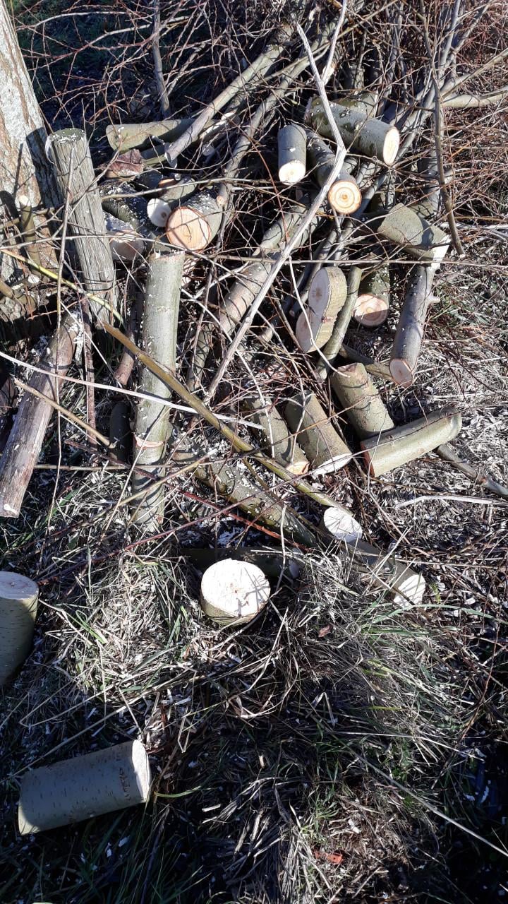 Haardhout. (Wilgenhout)