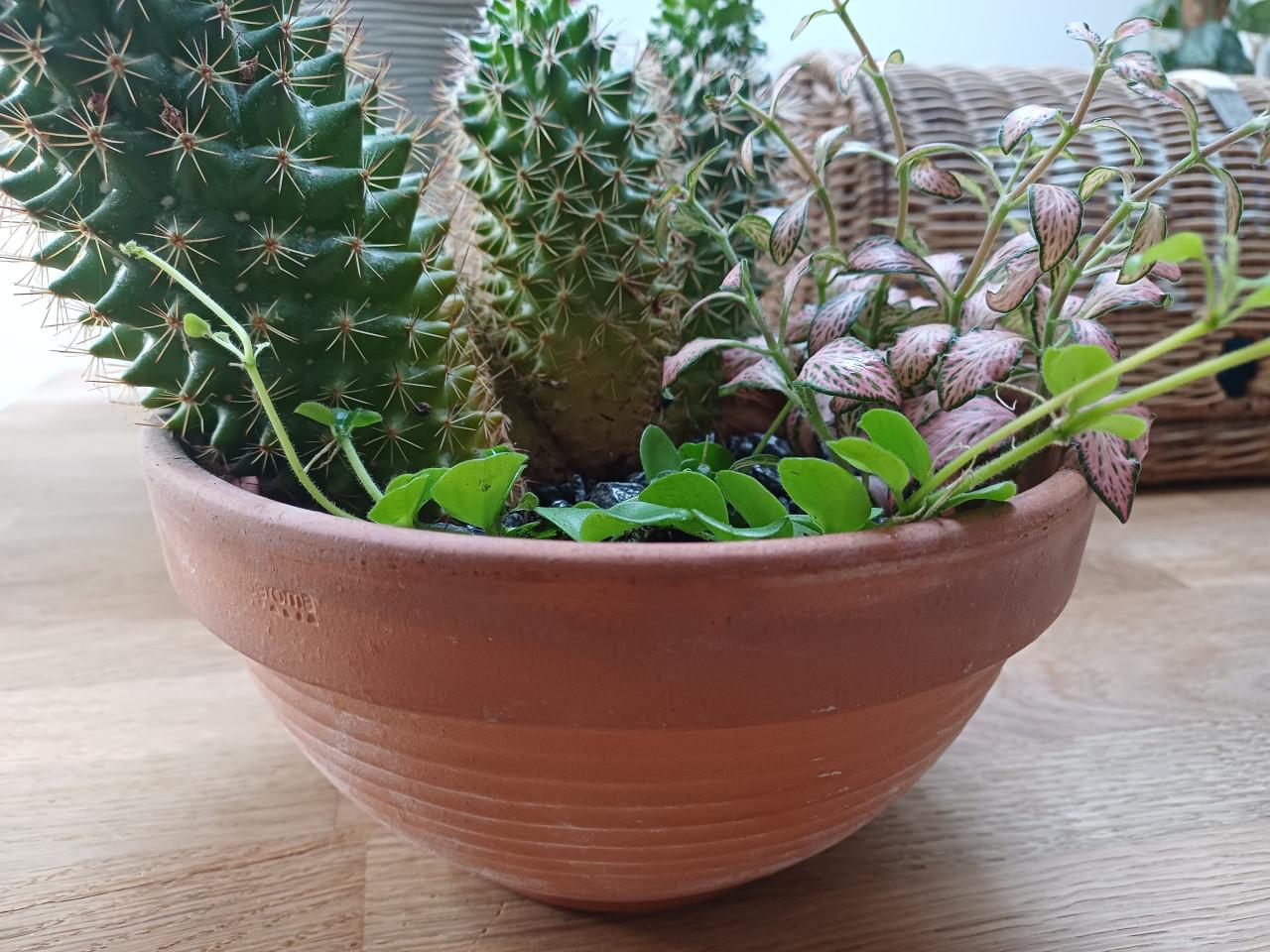 Cactus + planten arrangement in mooie, grijze schaal (zwaar)