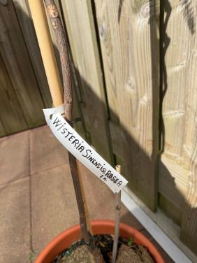 Wisteria sinensis ‘Rosea’ – ca. 2 meter hoog