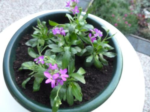 MOOIE BAK MET ARABIS