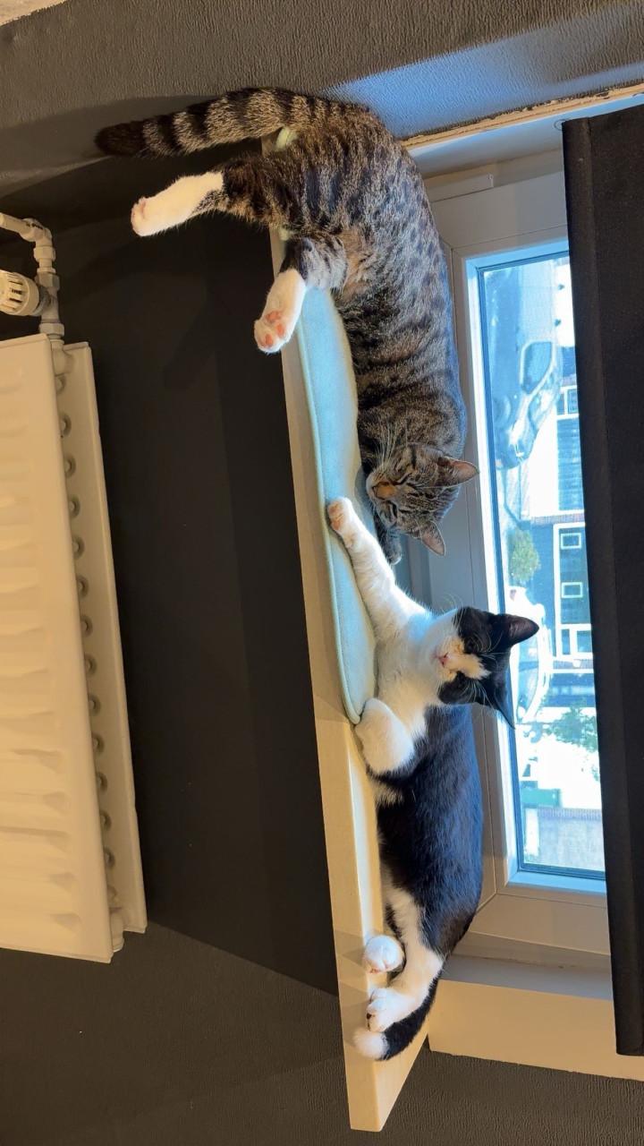 Bilou en Bailey zoeken een goud mandje