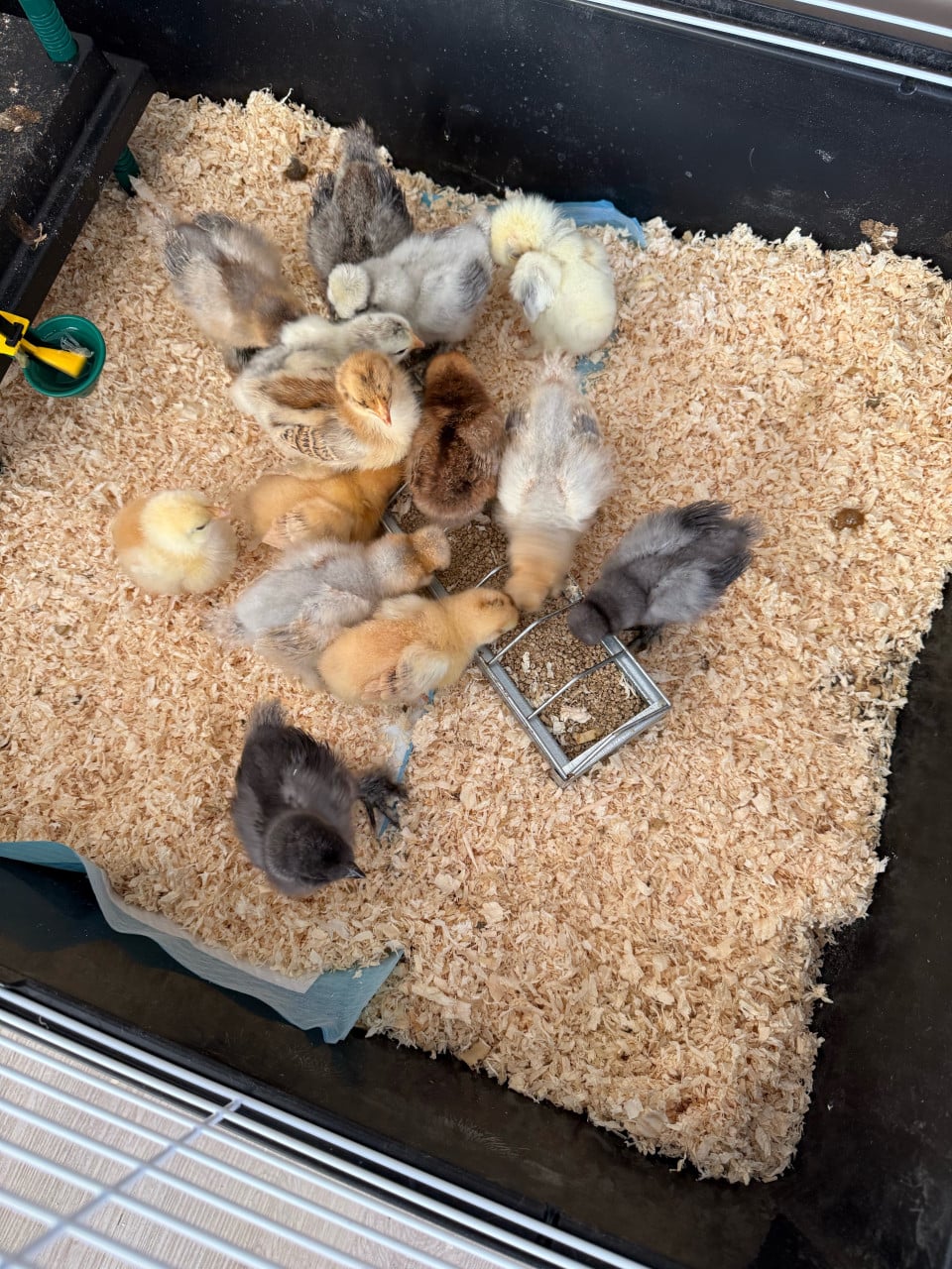 Kuikentjes zijdehoen