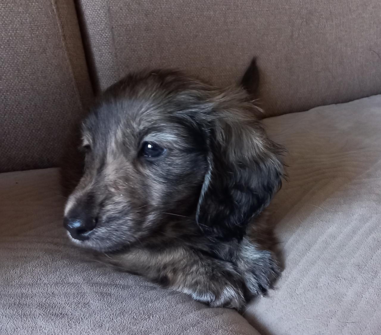 Brindle cream Teckel reutje