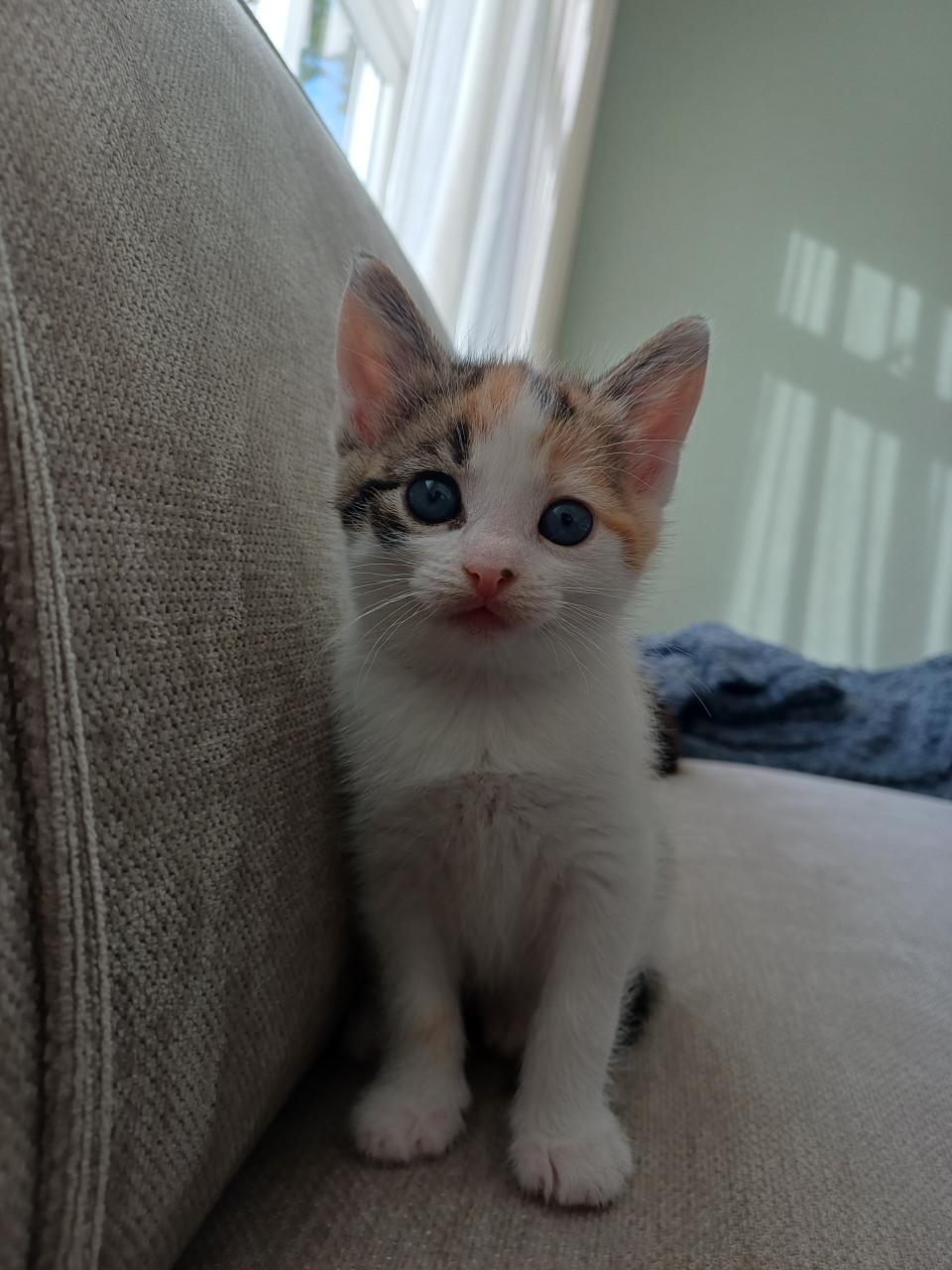 Kittens