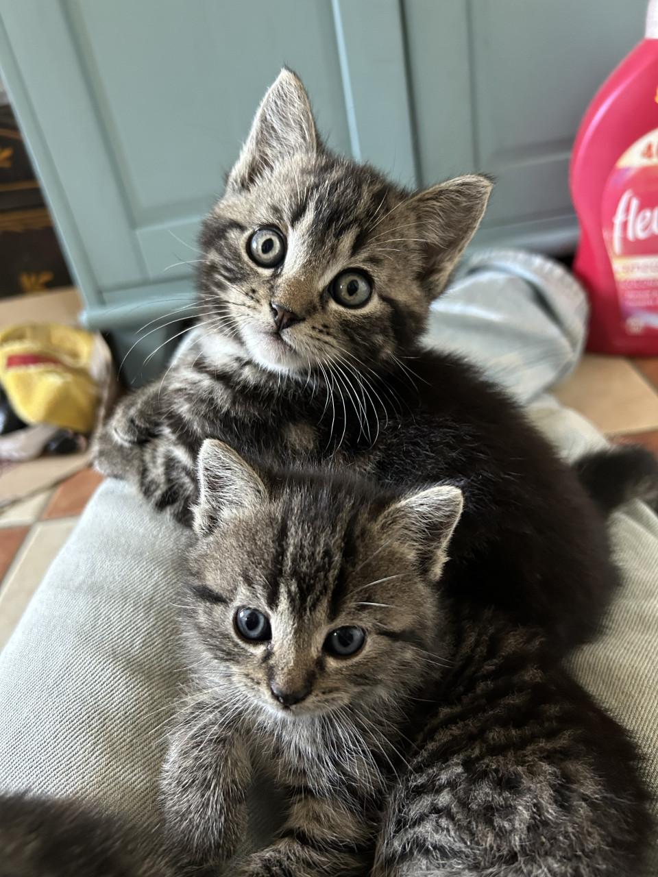 Kitten gereserveerd