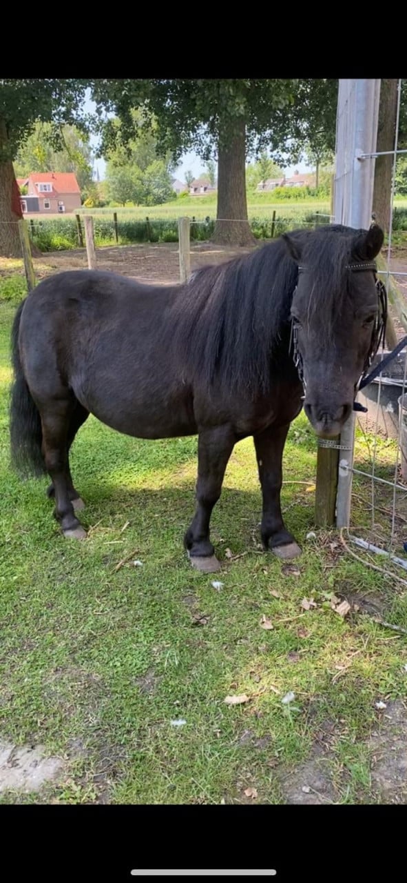2 lieve shetlanders te koop