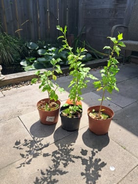 Hibiscus zaailingen 40 cm