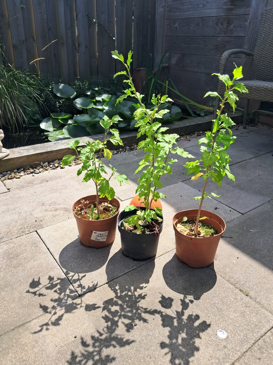 Hibiscus zaailingen 40 cm