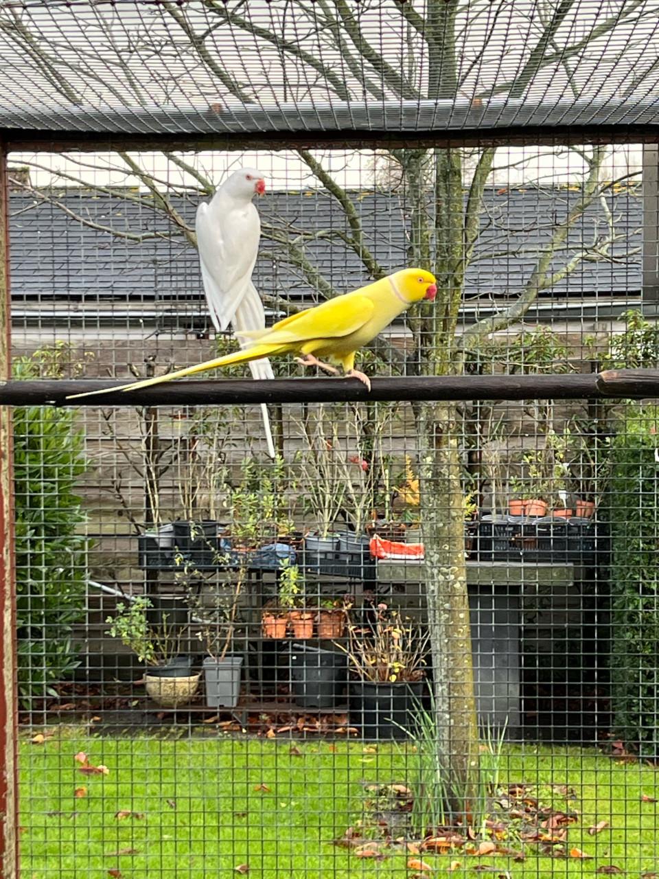 Halsbandparkieten koppel Lutino pallid x Albino