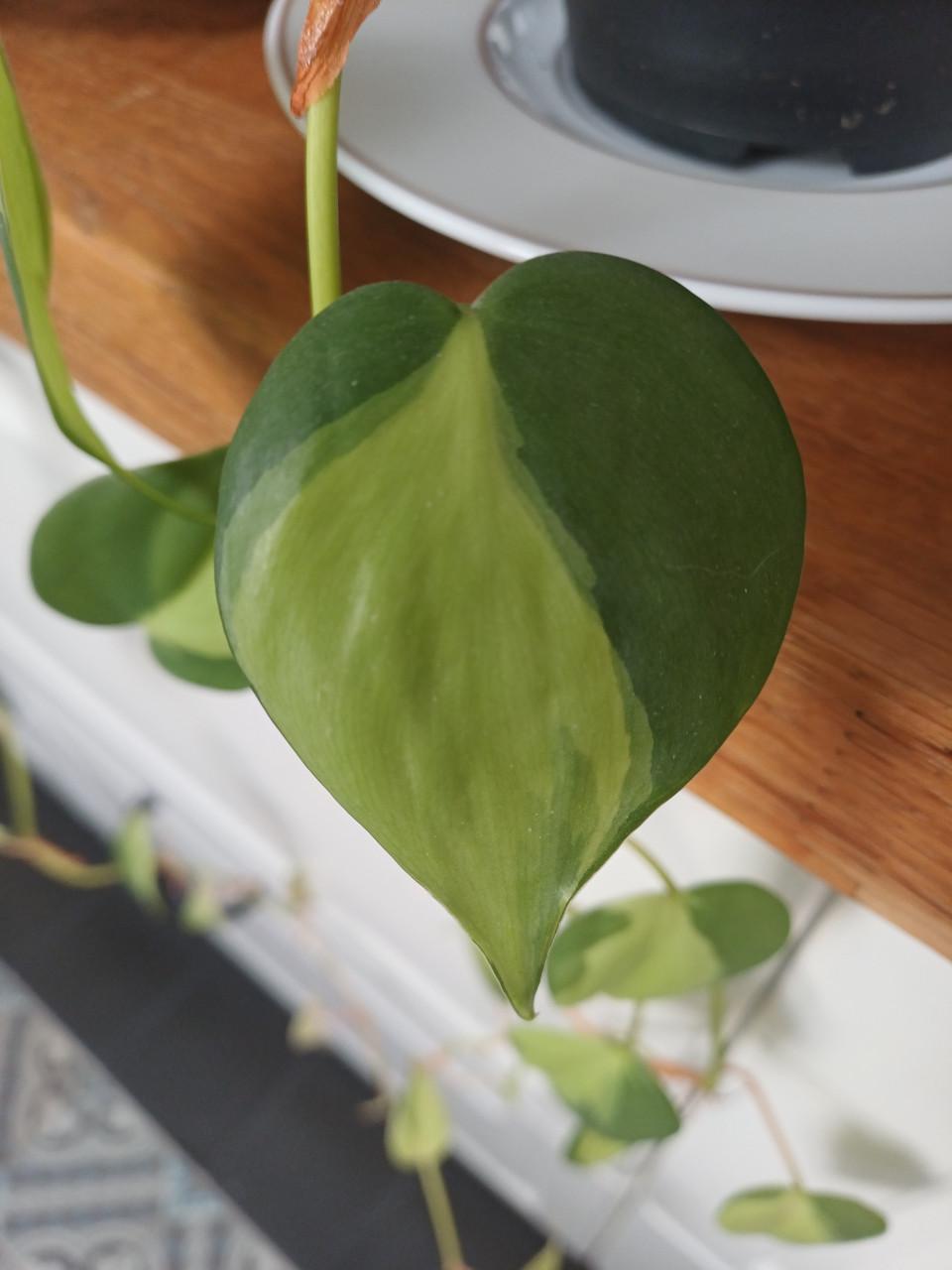 SUPERmooie stekjes 2-kleurige drakenklimop (philodendron)!