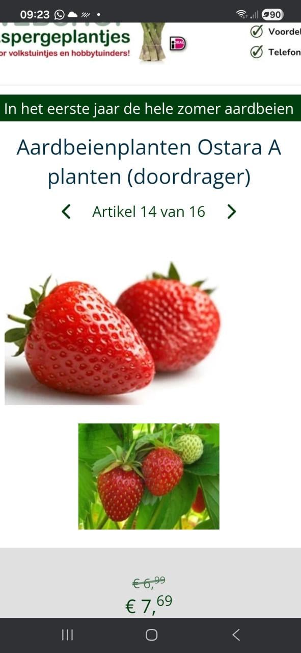 Aardbeienplantjes Biologische zoete doordrager!