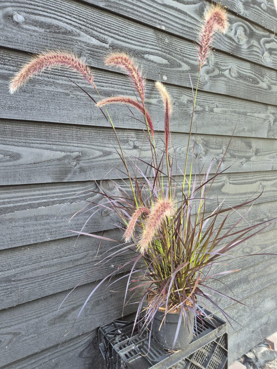 Rood lampenpoetersgras - Pennisetum Rubrum