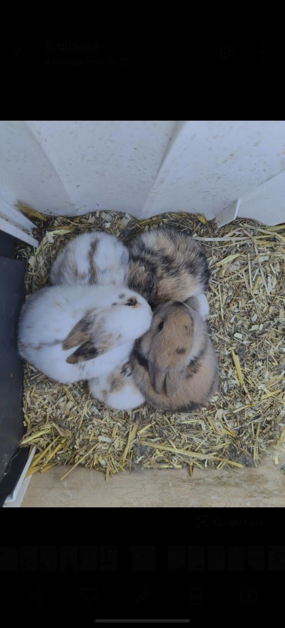 Lieve baby konijntjes