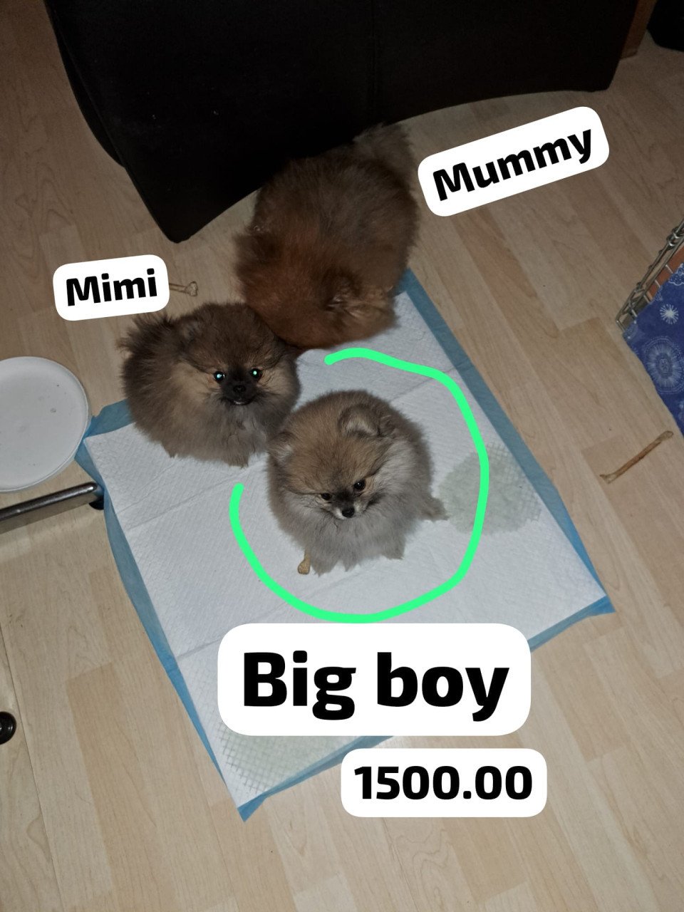 Dwergkeeshond (pomeriaan)puppy