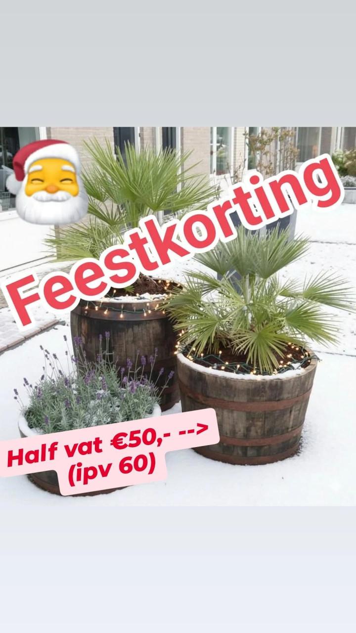Eiken kuip - Kerstboom of Palm?