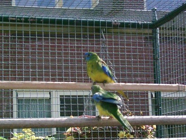 Vogelbeurs in 's-Heer Abtskerke zaal Versvliet 12 september.