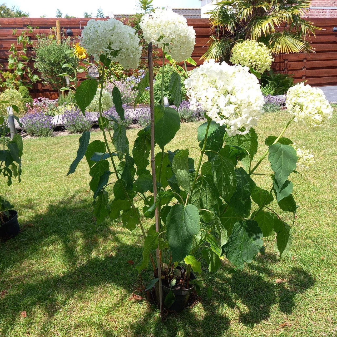 Annabelle bolhortensia