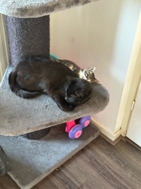 Lieve poes, sammie