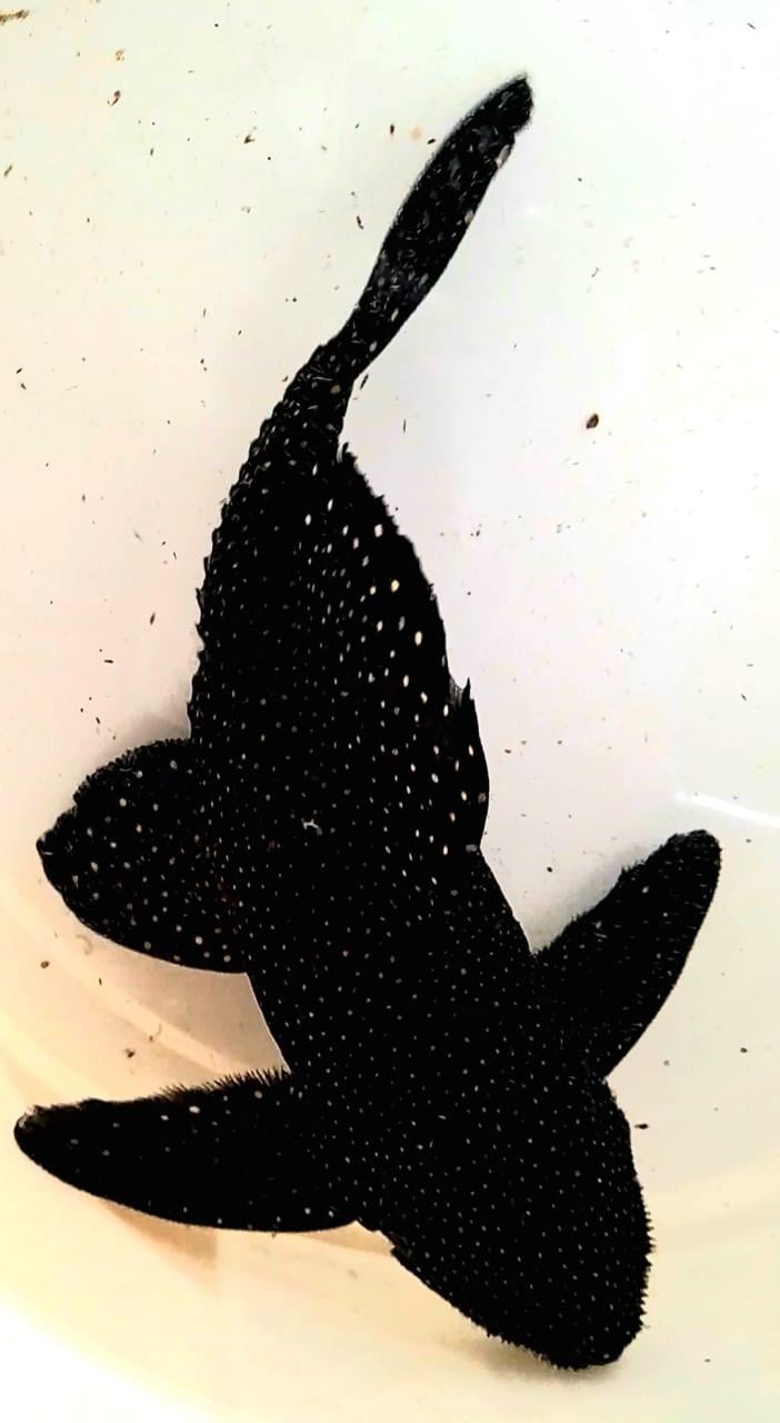 Schitterend trio L240 pleco