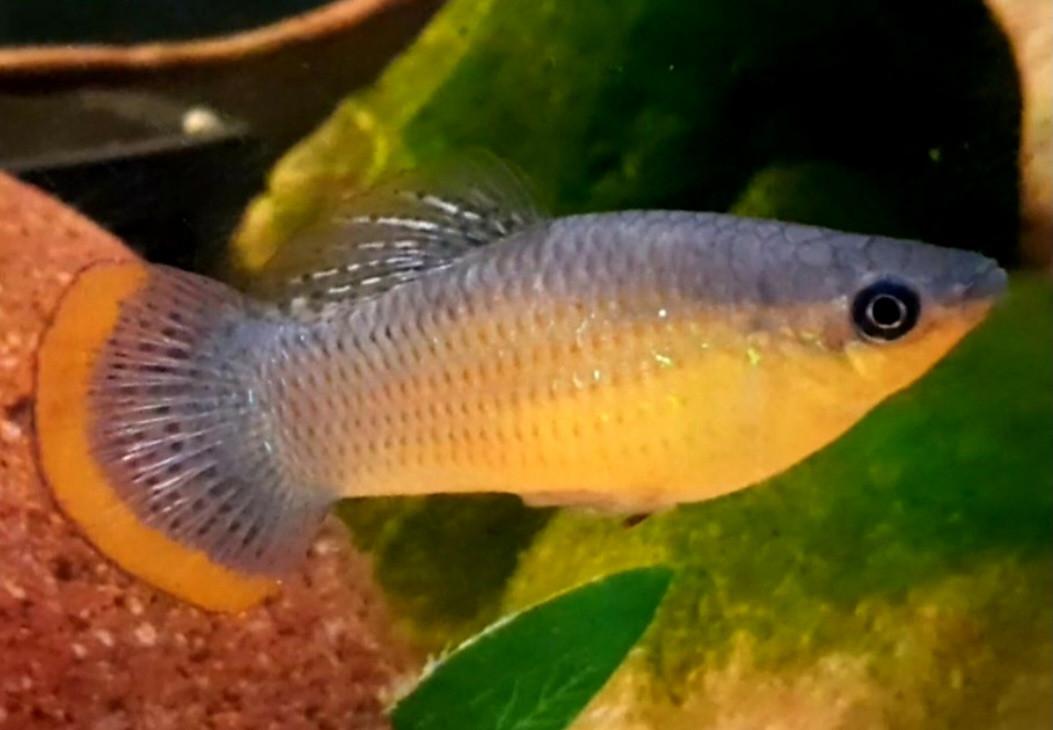 Aquariumvissen Poecillia Mexicana