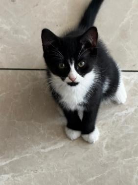 Kitten 11 weken
