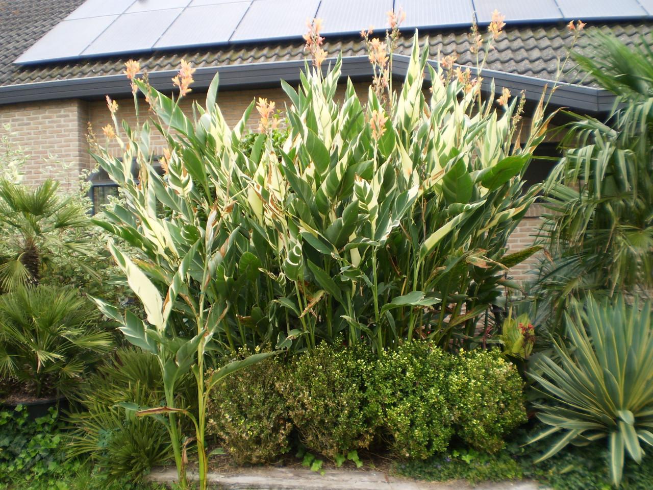 Canna Stuttgart