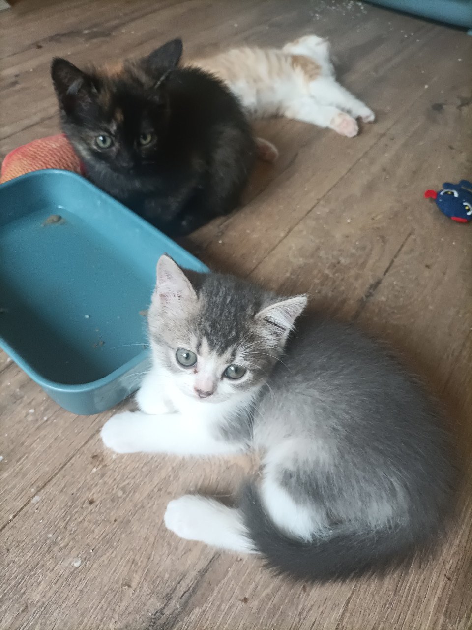 Kruising kittens