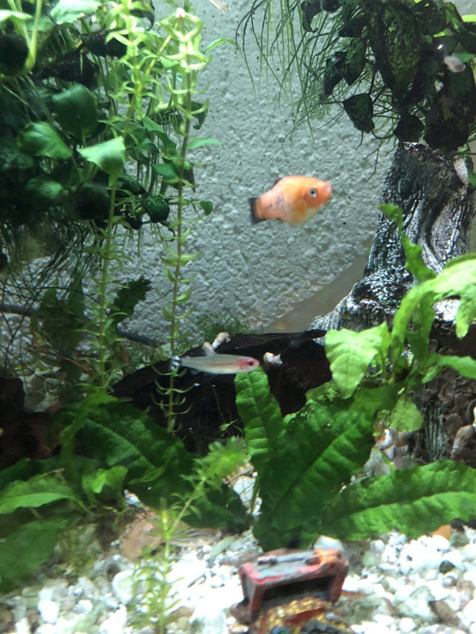 Aquariumvissen