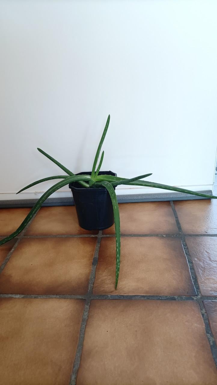 Aloë Vera plant. Voor € 2,- op te halen in Zierikzee.