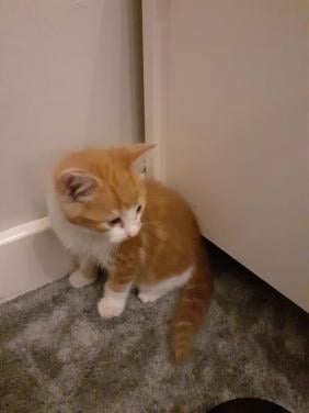 Kitten