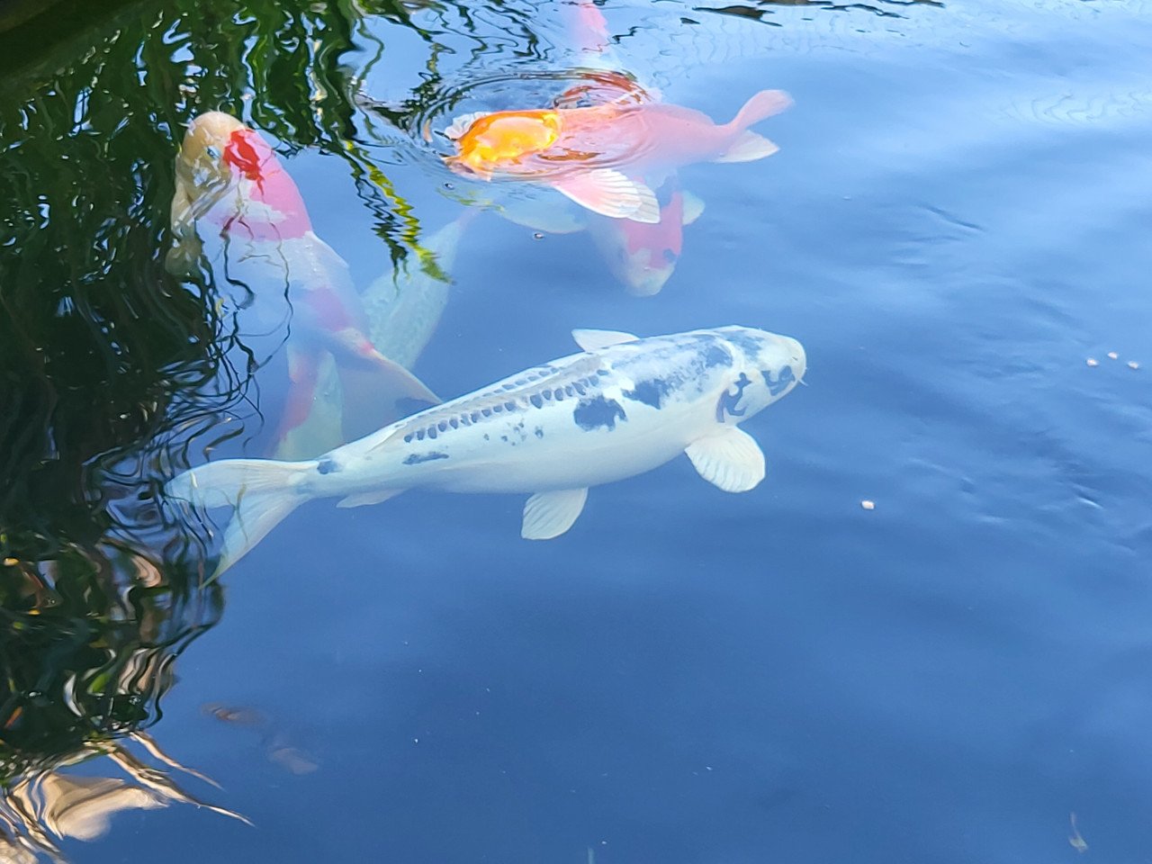 Koi's