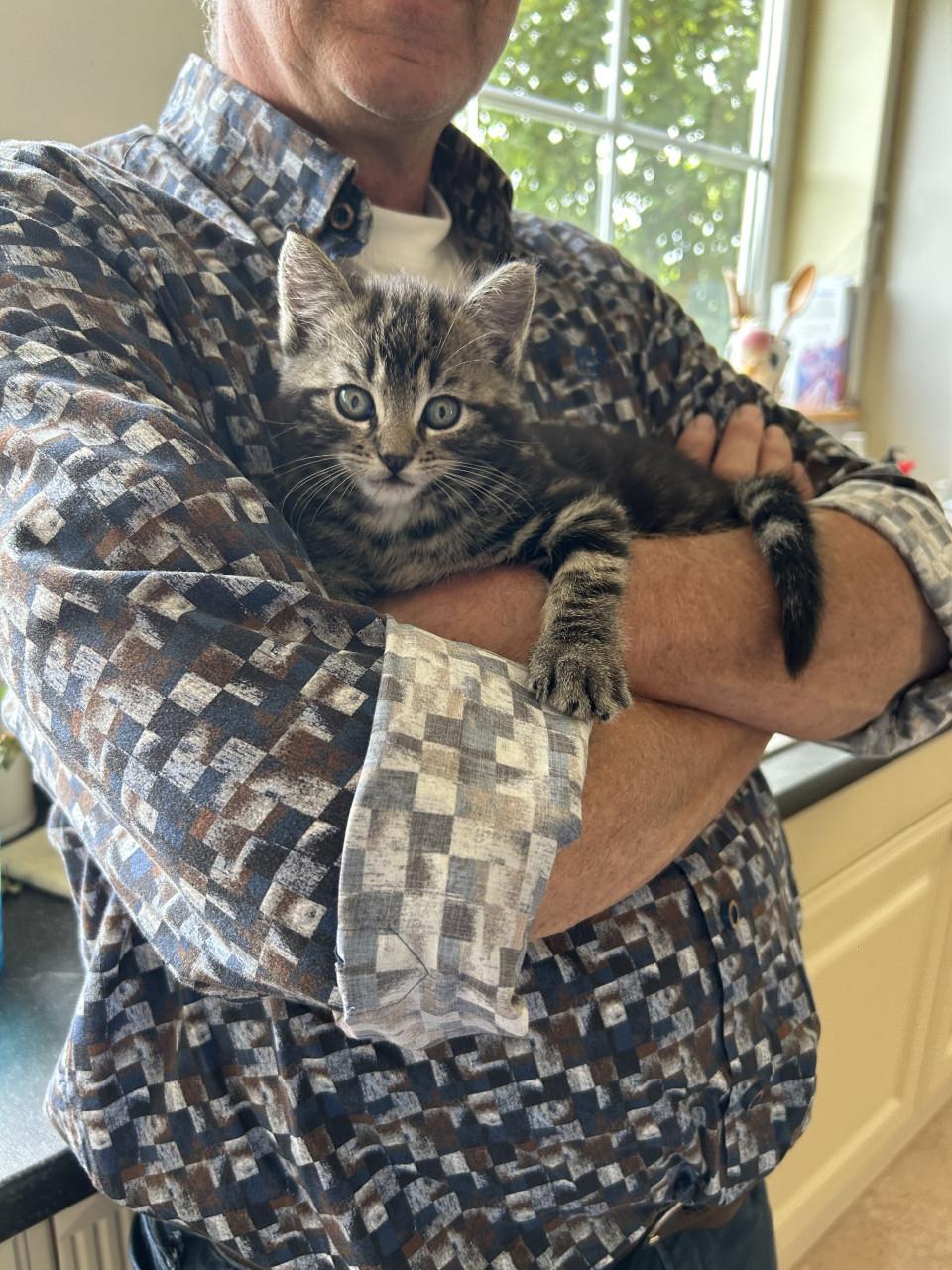 Kitten gereserveerd
