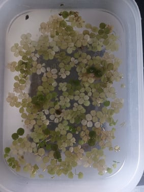 Drijfplanten aquarium
