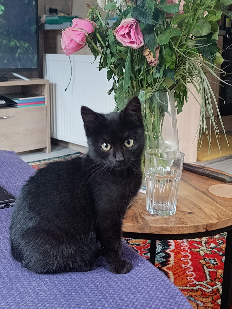 Drie leuke, speelse en gezonde kittens