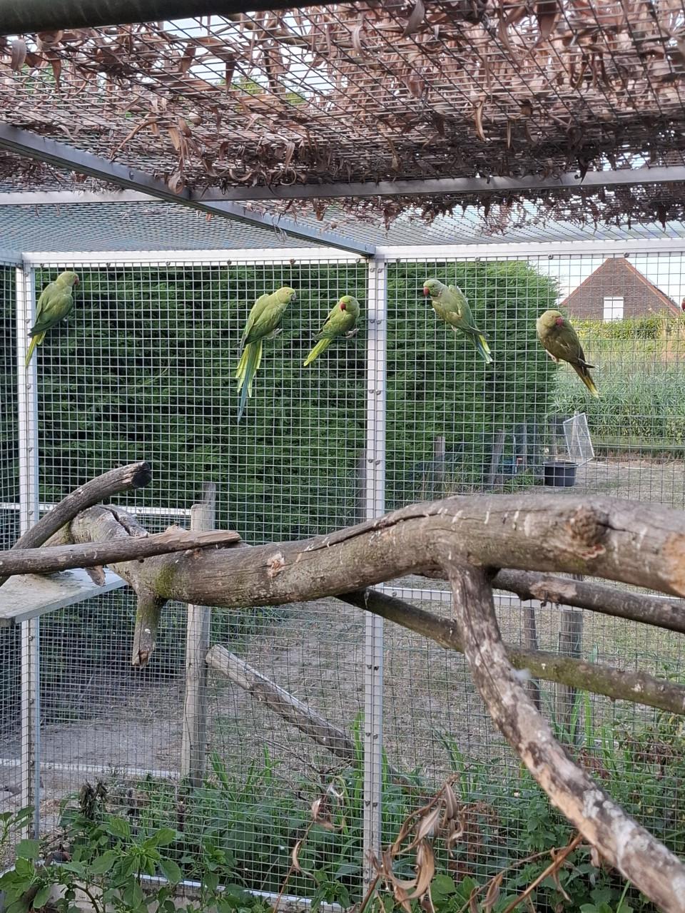 Groene halsbandparkieten