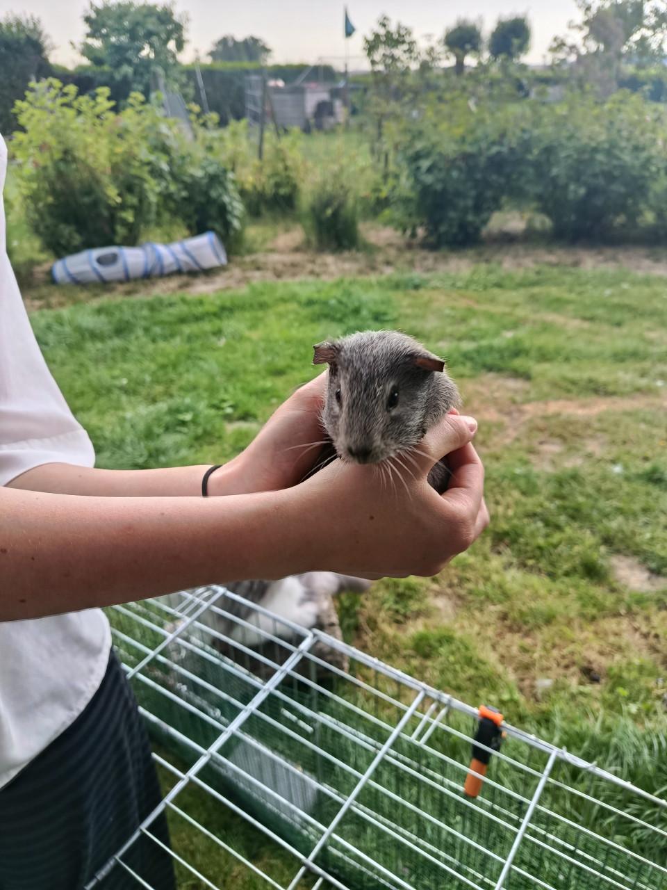Cavia's te koop