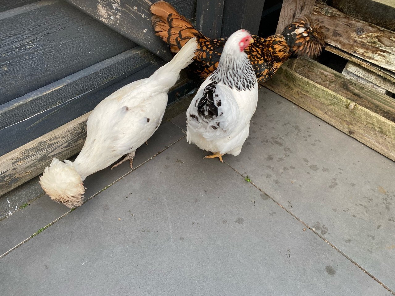 3 krielkipjes van 2 jaar oud