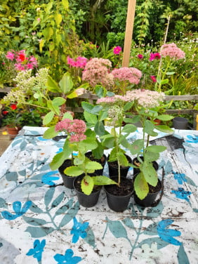 Hemelsleutel(Sedum)